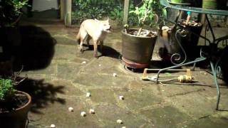 Stumpy the urban fox and friends - Number 3