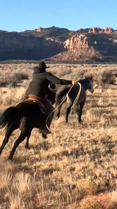 Catch him! #cowboy #rope #mustanghorse #horse #fyp