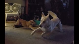 Cat vs Husky Episode 1