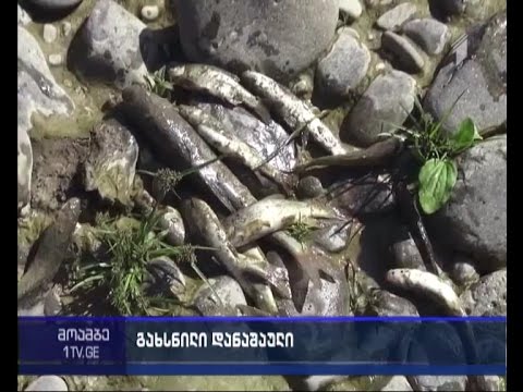 მდინარე მტკვარზე თევზჭერის წესების დარღვევის ფაქტი გამოავლინეს