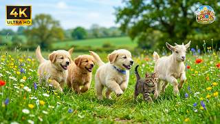Cute Baby Animals 4K 🐰🌸 Soft Paws and Sweet Moments with Relaxing Piano Music 🎶 screenshot 5