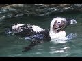 サンシャイン水族館 あかねちゃん