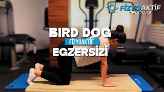 BIRD DOG EGZERSİZİ / FİZYOAKTİF SAĞLIKLI YAŞAM MERKEZİ