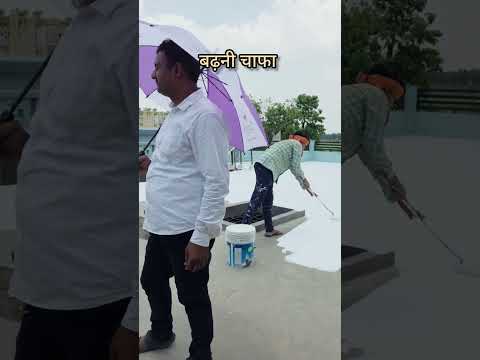बढ़नीचाफा DomariyaGanj SiddharthaNagar उत्तरप्रदेश #trending #viral #shorts #video #YouTube #berger