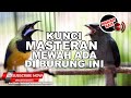 #1 🔴Tembakan Tajam Pedas Cucak Cungkok vs Srigunting Gacor Full Isian Sangat Mewah❗️