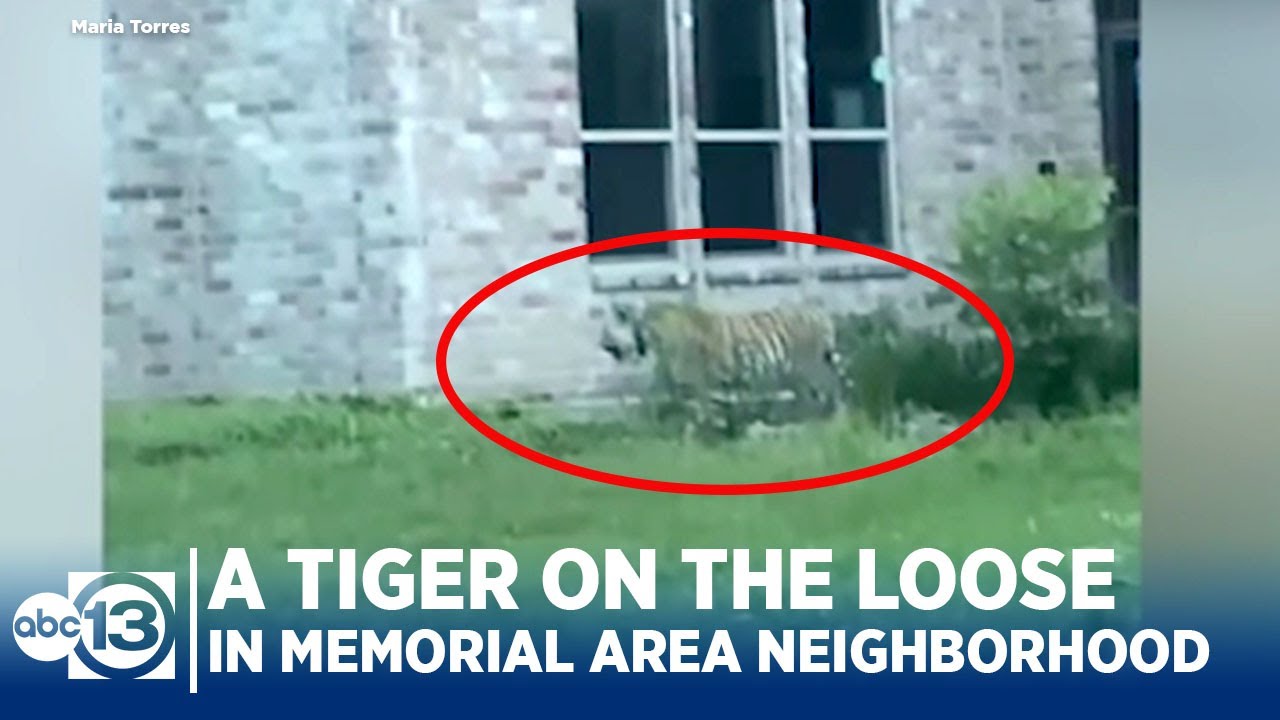 Everything we know about the tiger seen roaming a west Houston ...