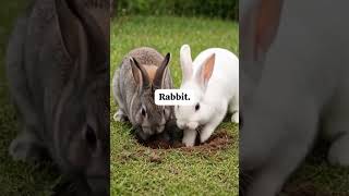 Rabbits are playful animals known for their soft fur, long ears #animals #fyp #viral