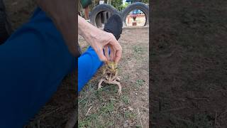 Sapo Macho x Femea: o macho tem uma verruguinha nas palmas das maos  - Vd4