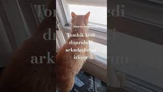 #cat #kedi a#funnycats#keşfetbeniöneçıkar#Tombik kedi dısaridaki arkadaşlarını izliyor