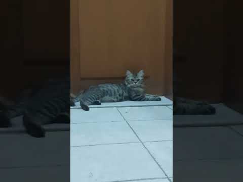 #video #funny #cat