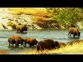 Buffalo and Elk Conservation History