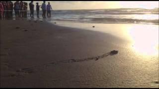 Hatchling Release 6 24