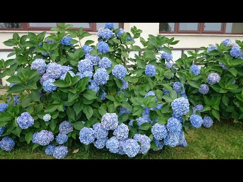 Video: Yaşıl Hidrangea Çiçəkləri: Niyə Hydrangea Yaşıl çiçək açır