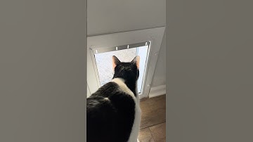 Hij zag eruit als een flipperkast 🤣 #kat #catsoftiktok #wobblycat #charliebear #blooper