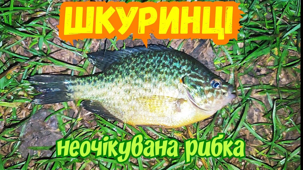 Шкуринці - цікава риба ловиться на річці південний буг біля Вінниці