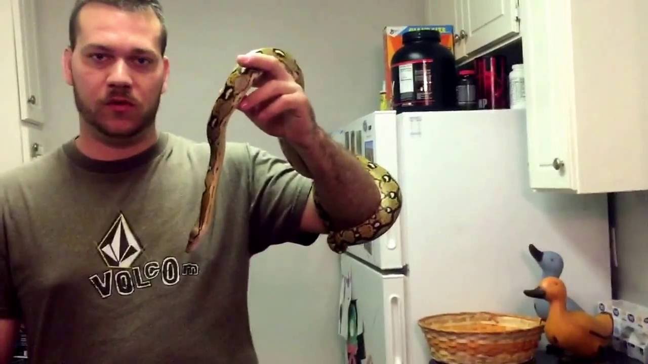 camera iphone 8 plus apk Retic Cool Snake vlog #1