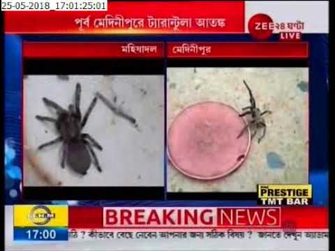 bengali newspaper bartaman Tarantula Panic in Kolkata also