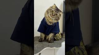 Mat yiye kepada acik ankel. Hati2 di jalan raya#kenzo #jibu #buma #kucing #cat