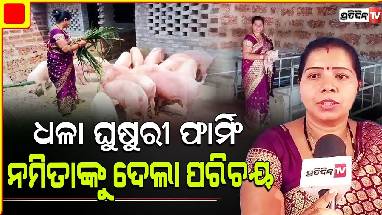 ଧଳା ଘୁଷୁରୀ ଫାର୍ମ ପାଇଁ ମିଳିଲା ମୁଖ୍ୟମନ୍ତ୍ରୀ କୃଷି ଉଦ୍ୟୋଗୀ ଋଣ।White pig farming Banki Cuttack.