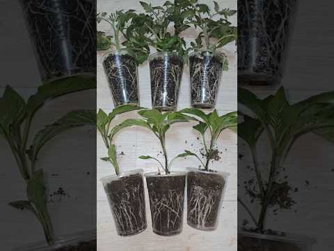 МАЛО КТО ЗНАЕТ ЧТО РАССАДА ПЕРЦА, томатов, таким способом растет крепкая, коренастая #garden #огород