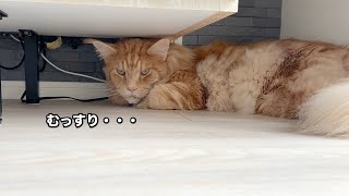 テレビボードの下にひきこもっちゃうオリー【大きい猫 メインクーン】 by メインクーンのオリバーとレム 867 views 1 year ago 2 minutes, 15 seconds