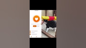 Cat translator app says that cat missed her family while they were away 🥺🥺🥺