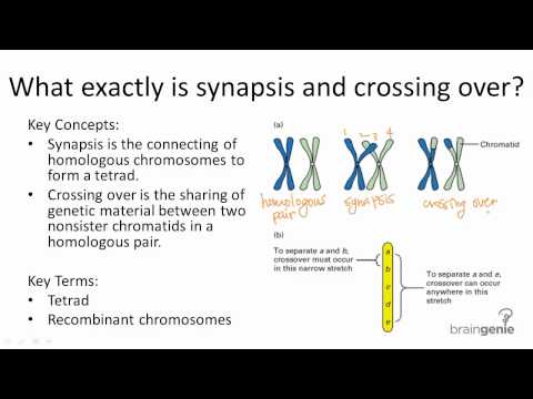 Vídeo: Diferencia Entre Synapsis Y Crossing Over