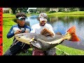RARE GIANT Redtail CATFISH Caught in TOWN CENTER!