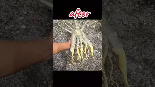 Proses Ketiga Program Akar Alami programakar programakarbonsai adenium 081915543443