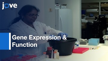 High Resolution Whole Mount In Situ Hybridization Within Zebrafish Embryos l Protocol Preview