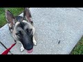 slug eats dog (emotional)