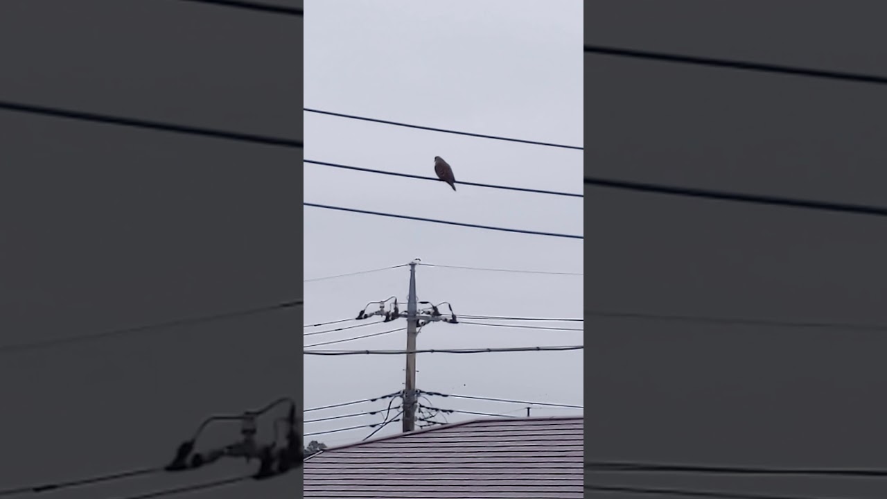 ホーホーホホー Youtube