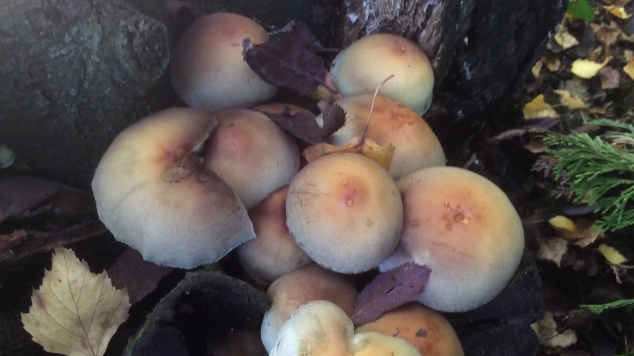 Comment On Dit Champignon En Anglais