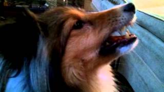 Sheltie Sounds 10.29.12
