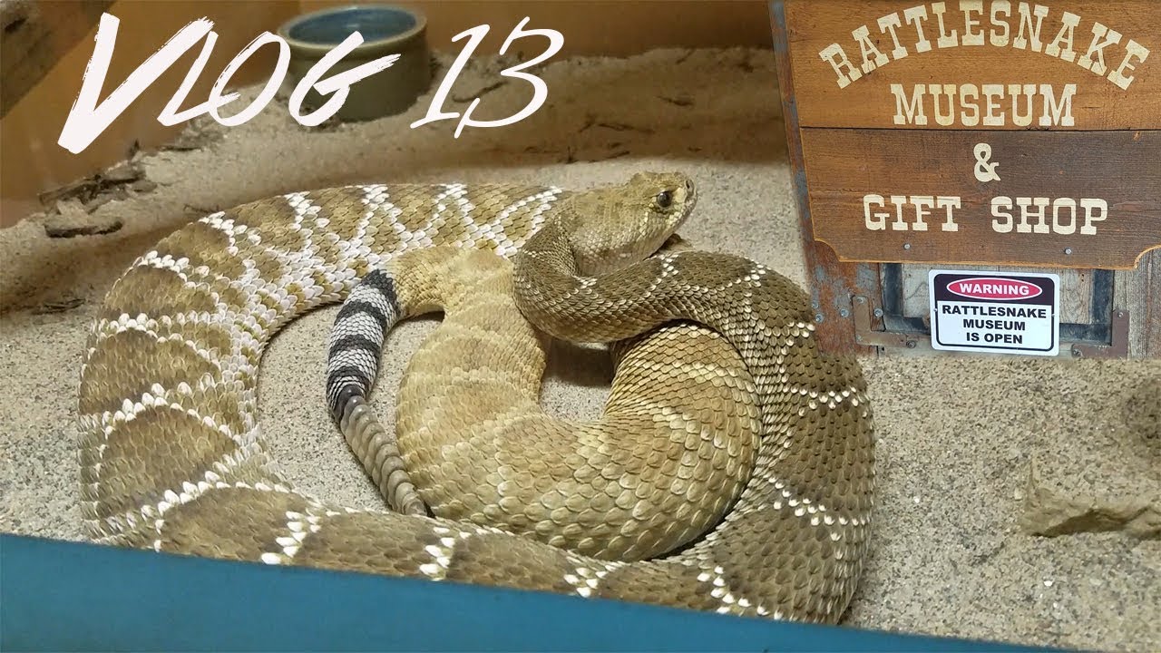 LIVE RATTLESNAKES at the Rattlesnake Museum Vlog 13 American
