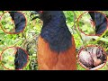 RED CROW Chews Baby in THROAT &amp; Swallows Alive in Front of Mom | Bird Eating bird | Nest Attack