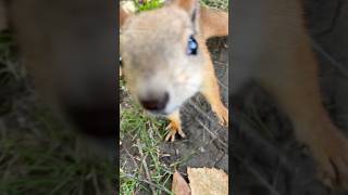 Белке нужен мой телефон 🐿️ #squirrel #бельчонок #белка #белки
