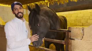 معمرات مربط الصابريه | أنواع الخيول🐎♥️|(Friesen_ Pinto)الجزء الثاني'🔺