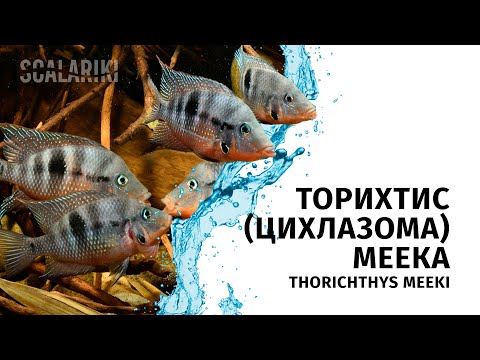 Торихтис Меека, Цихлазома - Thorichthys meeki