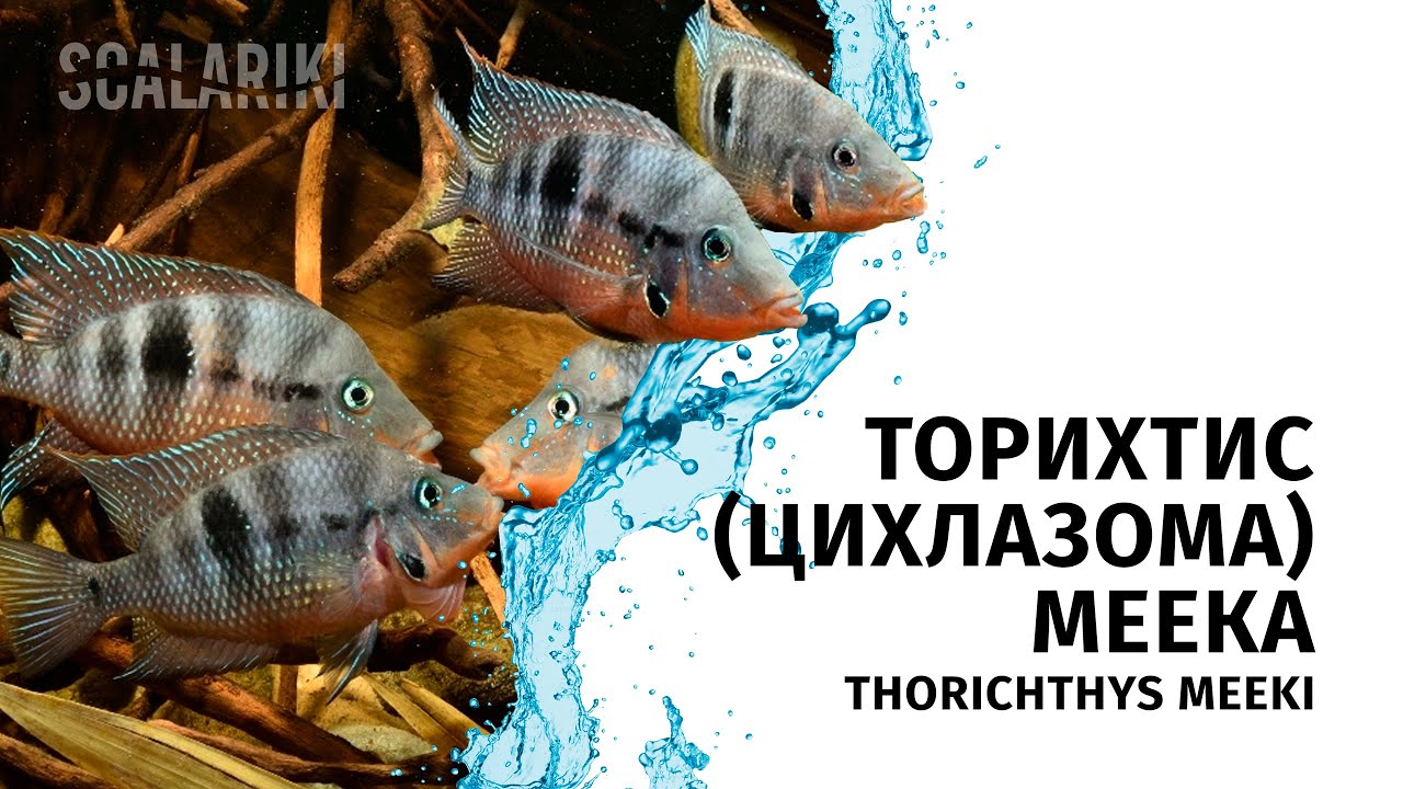 Торихтис Меека, Цихлазома - Thorichthys meeki