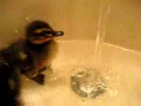 Ducklings First Bath... (Sully Teaches the water a lesson)