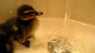 Ducklings First Bath... (Sully Teaches the water a lesson)
