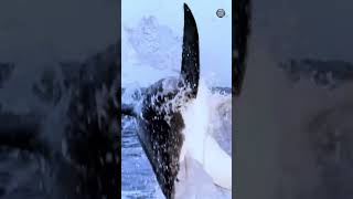 South Africas Shark Alley – Nature’s Ultimate Predator Zone