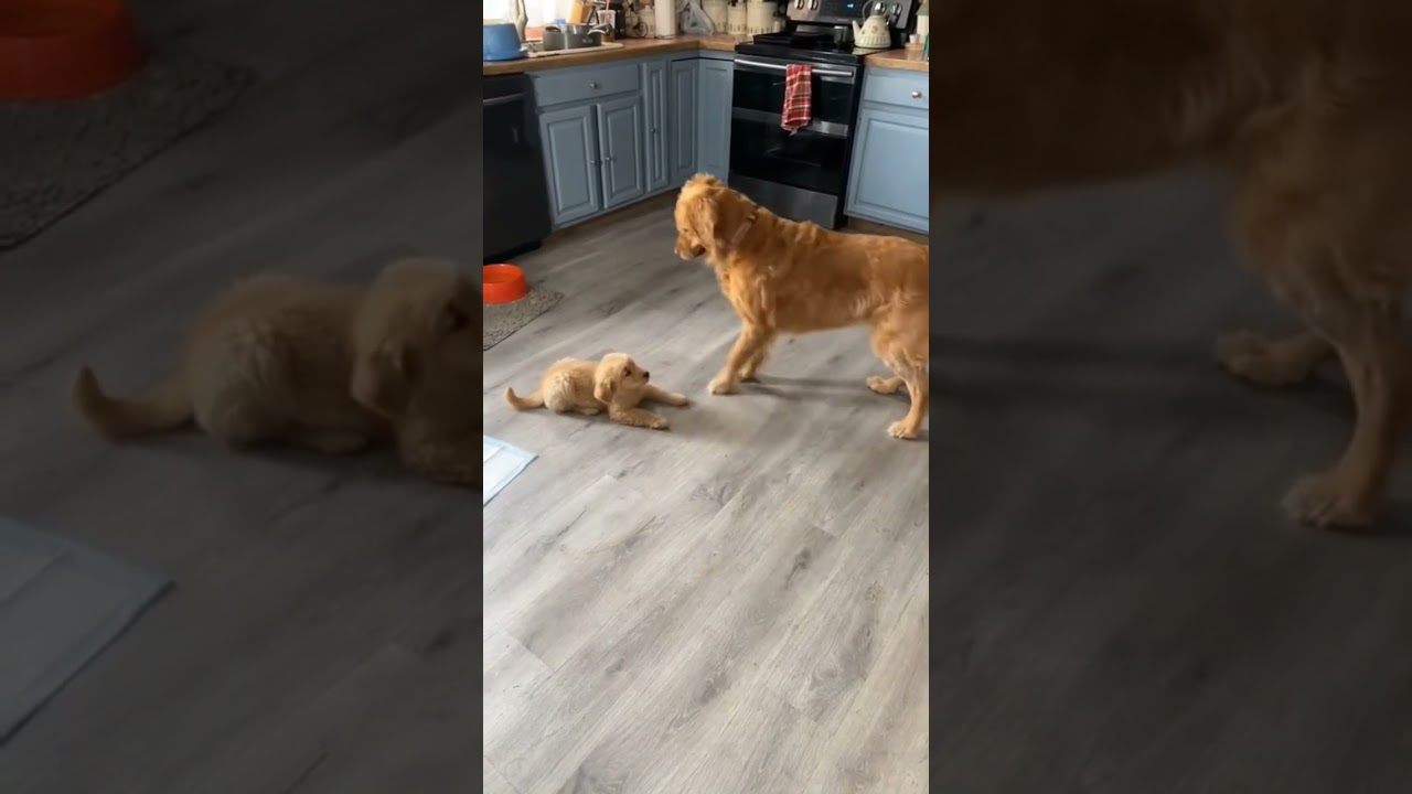 Dog meets new baby brother!
