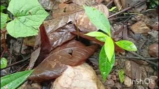 #forest #mashroom #rainyday #forestlife 