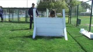 Coast Guard K-9 shipmate