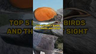 Top 5 Extinct Birds And Their Last Sight
