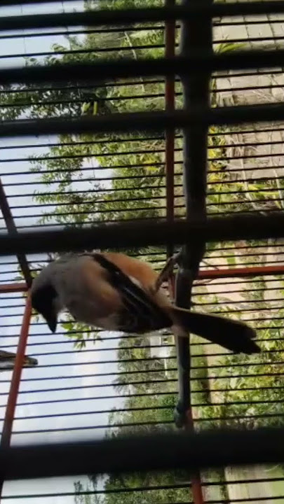 burung cendet gacor dor #videoshort #shorts #viral #video #kicaumania