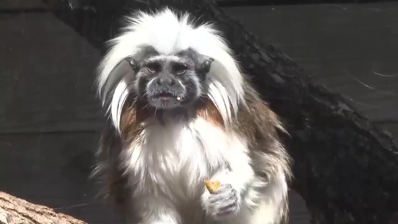 Meet Einstein and Elsa: North Florida Wildlife Center welcomes cotton-topped tamarins