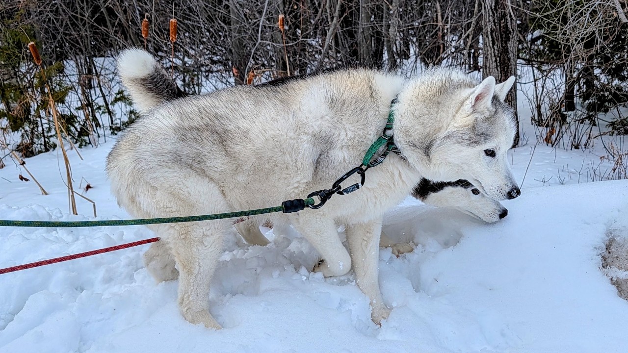Can My Senior Husky Still Climb These Massive Snow Banks?